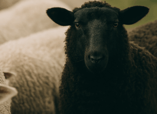 black sheep schwarzes schaf